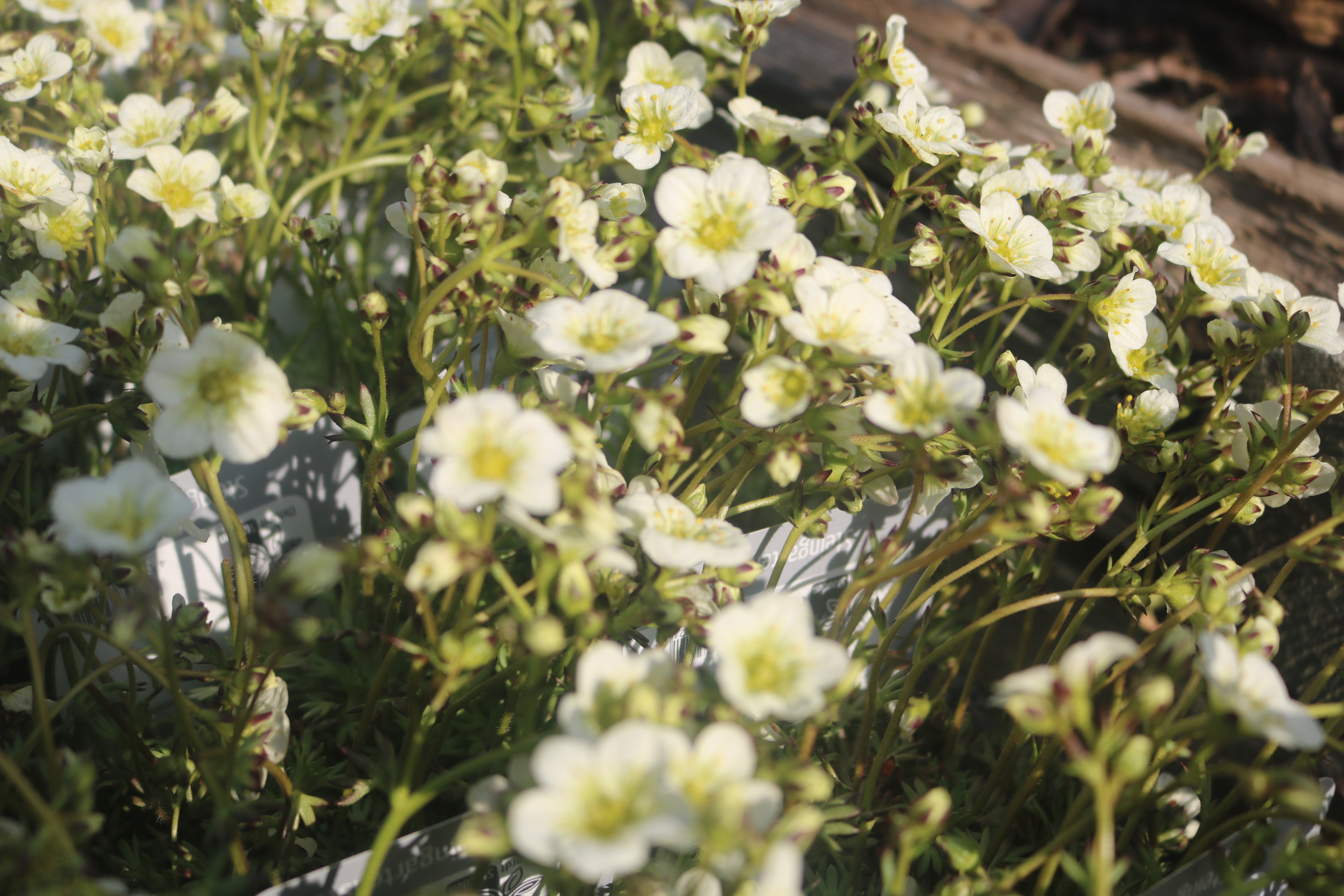 Keine Abbildung zugeordnet