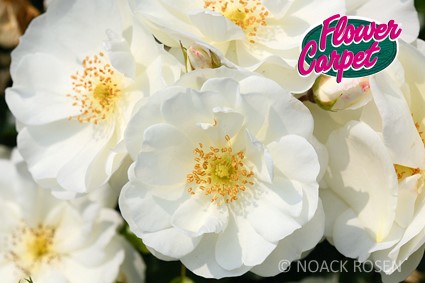 Rosa 'Schneeflocke' -R-