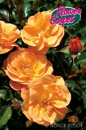 Rosa 'Sedana' - R -