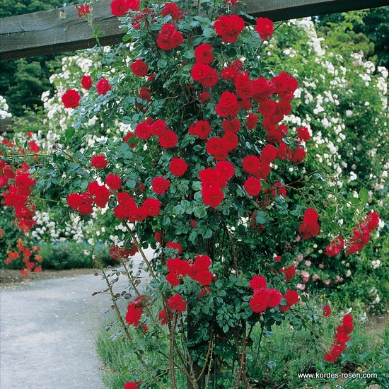 Rosa 'Sympathie' - R -