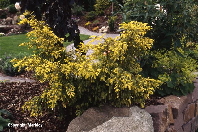 Taxus baccata 'Adpressa Aurea'