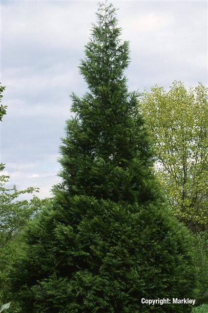 Thuja plicata 'Excelsa'