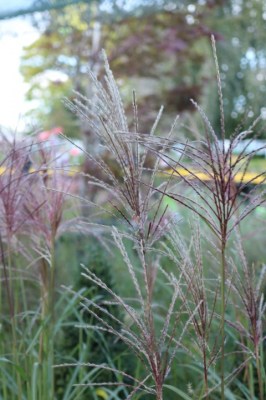 Keine Abbildung zugeordnet 